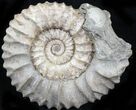 Pavlovia Ammonite Fossil - Siberia #29759-1